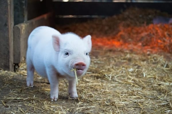 Mudchute Farm