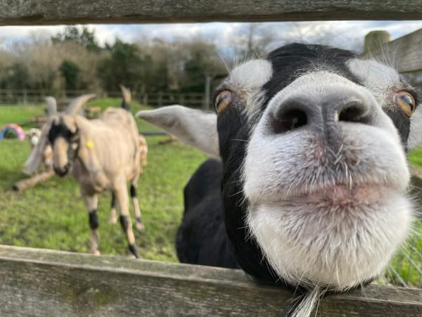 Deen City Farm